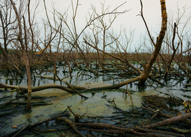 Degraded Ecosystem.jpg