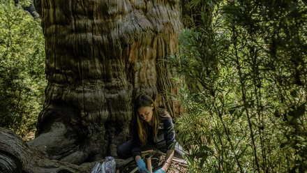 18717_lowres_06_chile_fungi__d3552441_159664.jpg