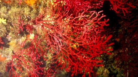 5547_lowres_asinglecelledmicrobeishelpingcoralssurviveclimatechangestudyfinds940x529_94797_crop (1).jpeg